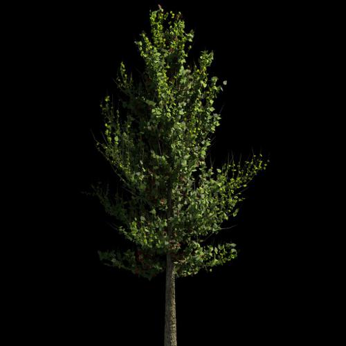 Realistic Tree in Cycles preview image